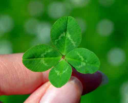 Four leaf clover being held by someone between their thumb and fore finger